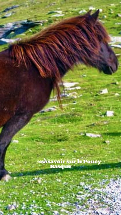 3 choses à savoir sur le Poney Basque