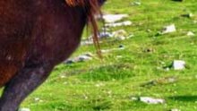 3 choses à savoir sur le Poney Basque