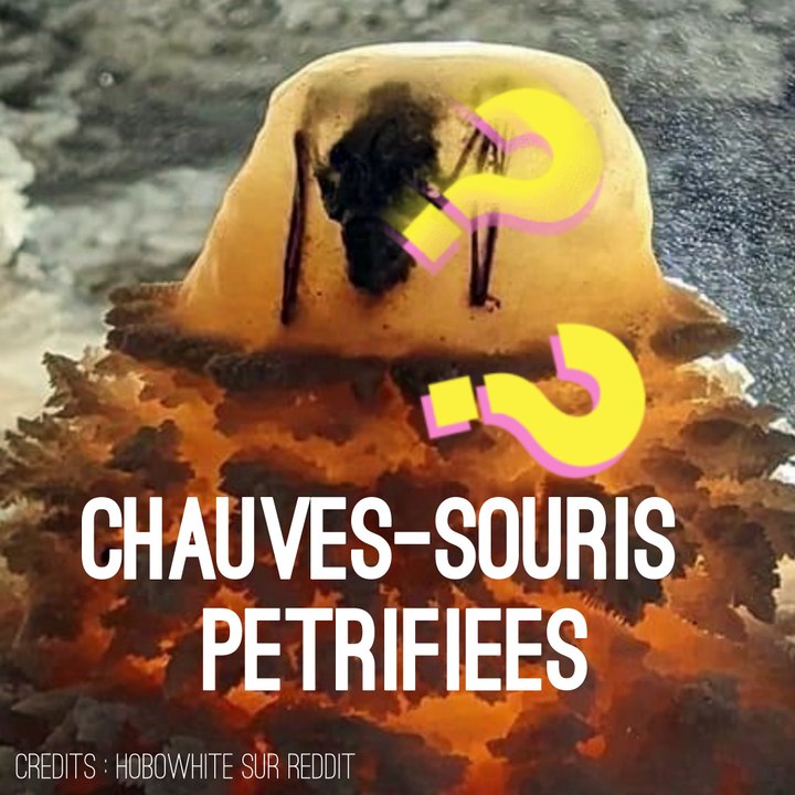 Les chauves-souris pétrifiées 🦇