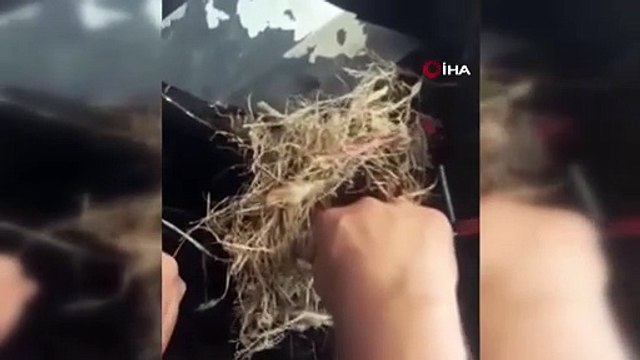 Yangının ortasından kurtardıkları yavru kuşları ekip otosunda besleyen polisler büyük takdir topladı