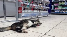 Mo the cat at Newtongrange Co-op