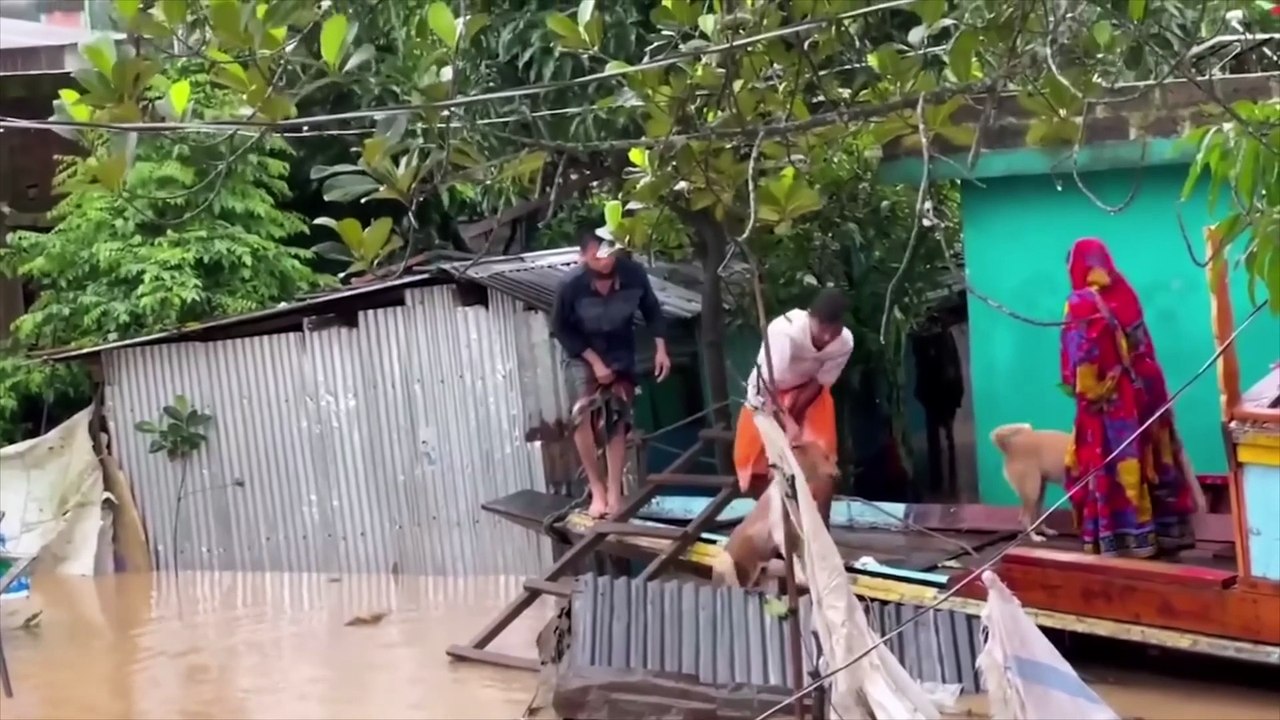 Animaux Qui Ont Demandé de L’Aide Aux Humains!