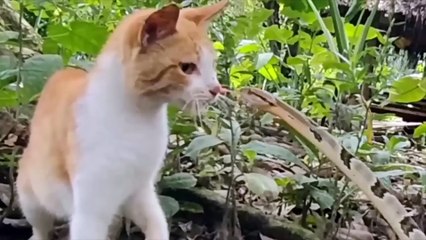 Ces Animaux Se Sont Trompés D'adversaire !