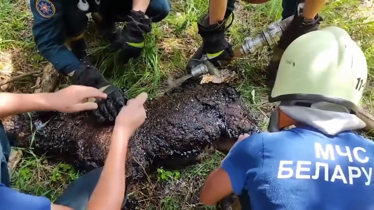 Animaux Qui Ont Demandé De L'aide Aux Humains!