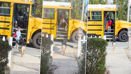 Mom Shares Wholesome End-Of-School Compilation Of Dog Greeting Kids Off Bus Every Day | Happily TV