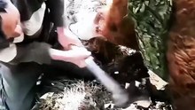 Rescuing Trapped Calf_ Cutting down trees to set them free