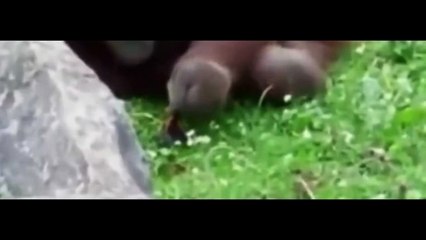 Animal Rescue Animals at its best