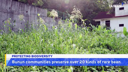 Hualien's Bunun Communities Preserve Rare Beans Through Home Gardening