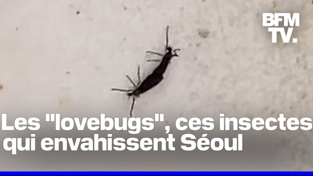 Séoul est envahie d'insectes volants surnommés lovebugs