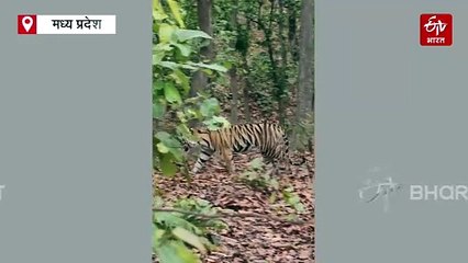 T-17 बाघ का दिखा रॉयल अंदाज, हाई रोमांच में थे संजय टाइगर रिजर्व में पर्यटक