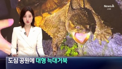 인천 도심 공원에 나타난 대형 늑대거북