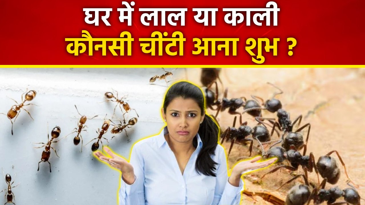 घर में लाल या काली, कौन सी चींटी आना है शुभ | Ghar Me Kali Ya Lal Chiti Aane Ka Matlab |Boldsky