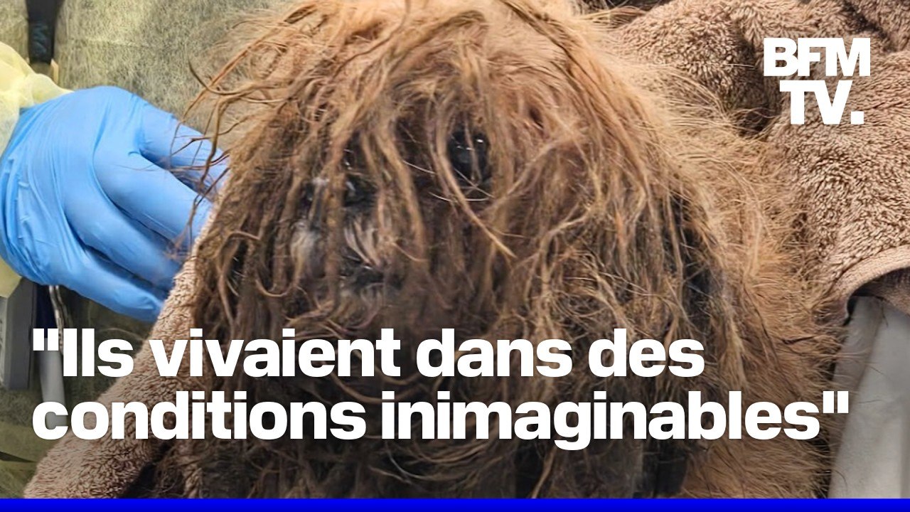 Plus de 80 chiens et le cadavre de leur propriétaire retrouvés dans une maison à New York