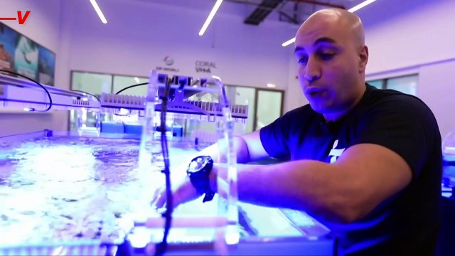 Take a Closer Look at Dubai’s Efforts to Regrow Coral Reefs