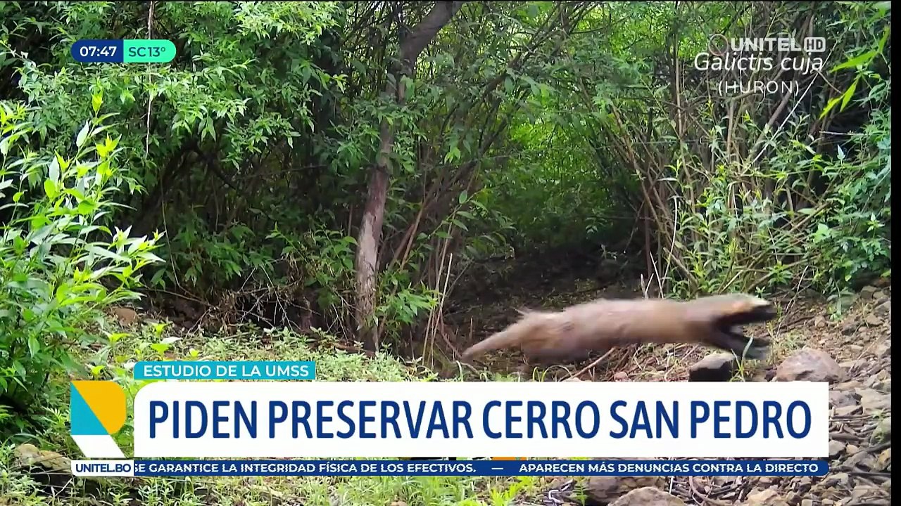 Localizan al menos 13 especies de animales silvestres en la zona del cerro San Pedro y piden protección ante avasalladores