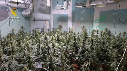 Operación Manchagreen contra el cultivo y tráfico de marihuana