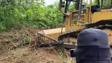 The D6R XL Bulldozer Action Clears the Plantation Full of Obstacles