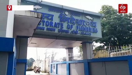 अच्छी बारिश से लबालब भरे तालाब, मत्स्य निदेशक की ये सलाह मानेंगे तो मछली पालक हो जाएंगे मालामाल!