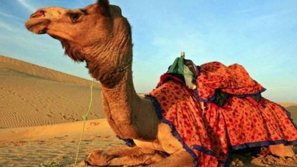 sahara The Largest Desert On Earth