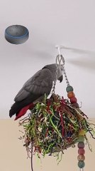 parrot tells alexa red butt chicken 😂🦜
