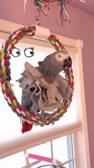parrot talks nonsense and it’s hilarious 😂🦜