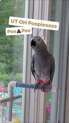 parrot says helloooo then ohoh pupu 😂