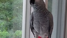 parrot says helloooo then ohoh pupu 😂