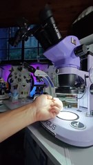 Microscope says your nail dirt has a whole ecosystem including worms. Sleep tight. 🤢