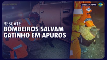 Bombeiros salvam gatinho preso em roda de carro