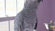 parrot says alexa fart and it’s hilarious 😂