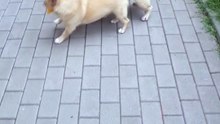 two happy dogs playing and having the best time 🐶