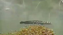 All video about birds life and hunting birds etc