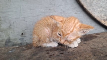abandoned kitten