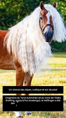 3 choses à savoir sur le Haflinger (1)