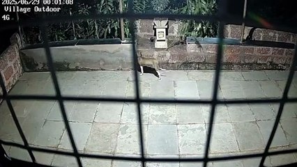 Rare footage of a black panther hunting a pet dog. #BlackPanther #wildlifesightings