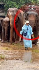 Ces éléphants réalisent quelque chose de précieux pour cette femme en temps de pluie