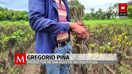Agricultores pierden cosechas por exceso de lluvias en San Agustín Metzquititlán