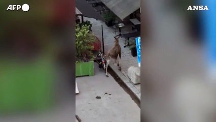 Stoccolma, passeggiata in centro fatale per un giovane alce