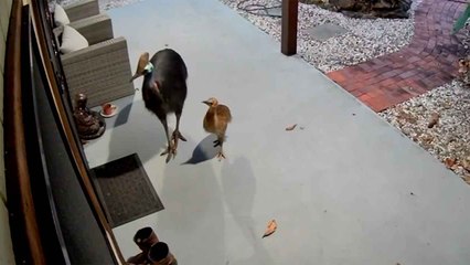 Video: Woman and Daughter Escape Cassowary Attack in Australia; Government Issues Warning