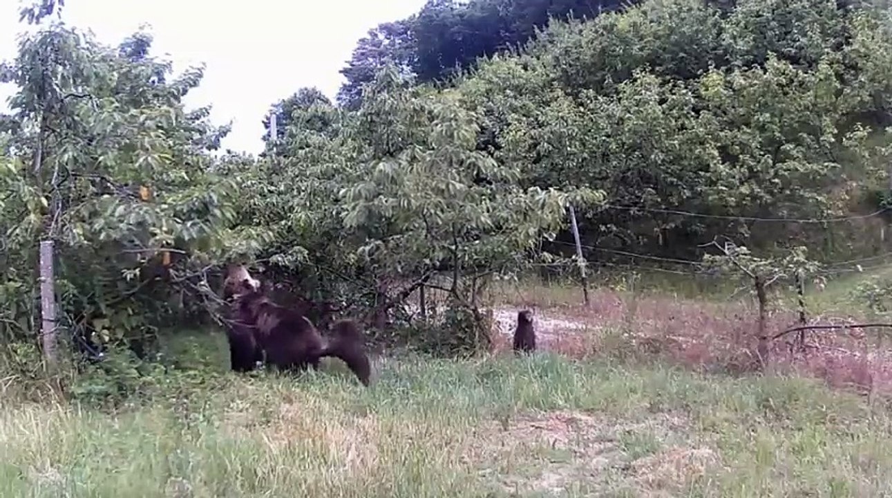 L'orsa a spasso con i cuccioli alle porte di Trento