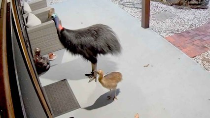 Video: Donna e figlia sfuggono all’attacco di due casuari in Australia; il governo lancia un avvertimento