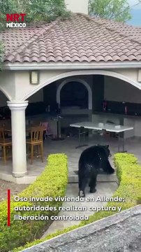 Elementos de Protección Civil capturaron a un oso adulto que ingresó a un domicilio en Allende NL. El ejemplar fue sometido a un examen médico y posteriormente liberado en su hábitat natural, sin incidentes.