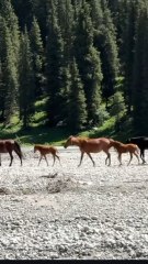 JEUX DE CHEVAUX au Kirghizistan