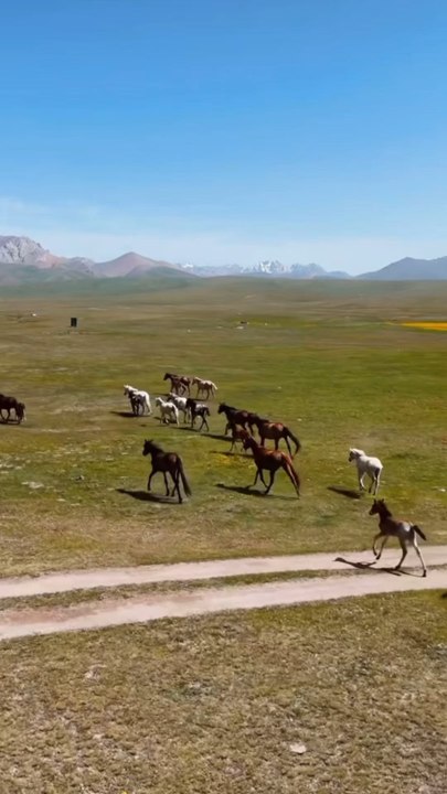LES CHEVAUX SAUVAGES du Kirghizistan