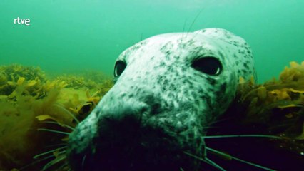 La vida secreta de las focas