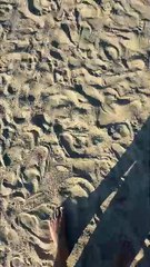 Les amis que la vie vous offre ☀️