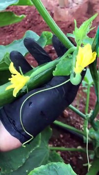 Hıyar meyvelerinde trips zararı (Thrips damage on cucumber fruits)