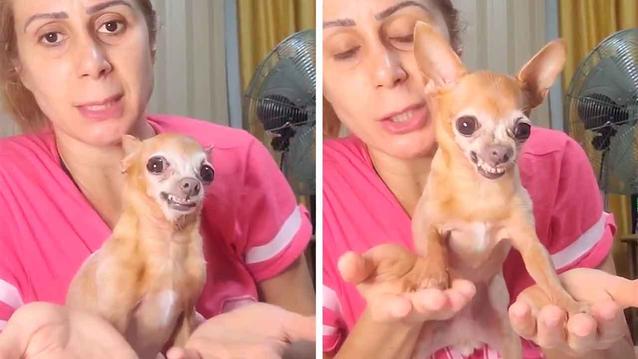 Lustiges Video: Kleine Hündin macht „Meditation“, um ihre Wut zu zähmen – das Ergebnis ist pures Comedy-Gold