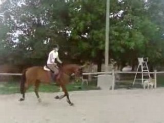 Tché et Lili qui échangent de canasson chevalgaronne sox