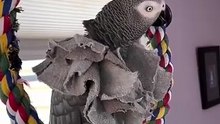 parrot says oh behave in the funniest voice 😂🦜